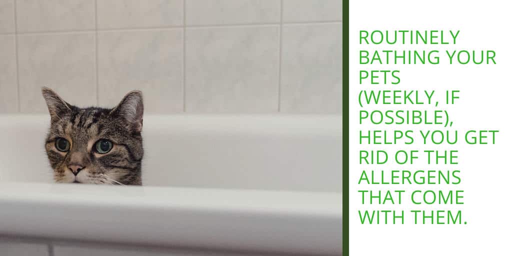 Cat Bath