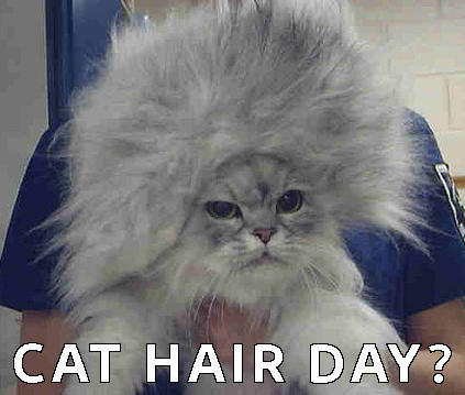 Cat Meme 13