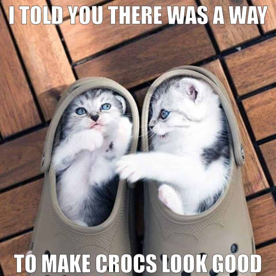 Cat Meme 14