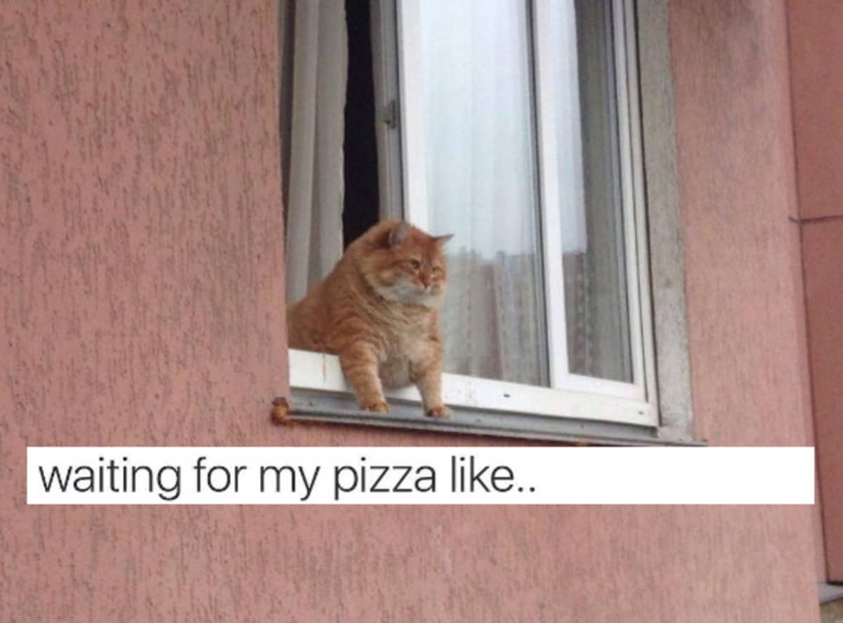 Cat Meme 19