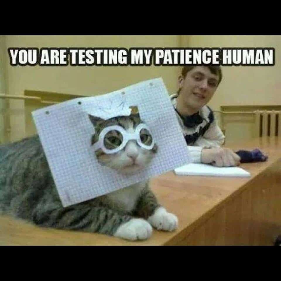Cat Meme 19
