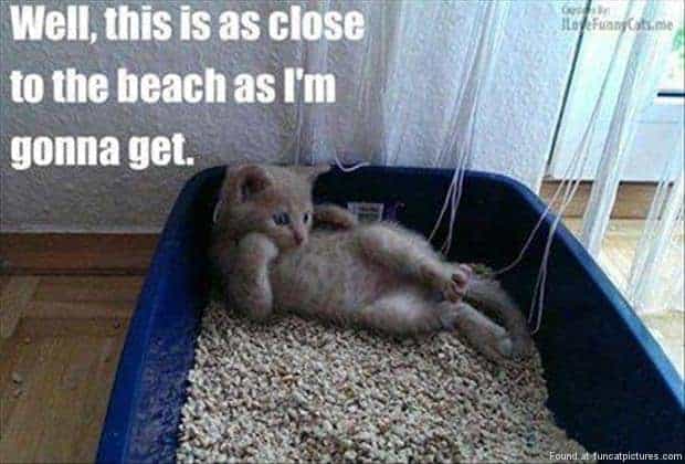 Cat Meme 20