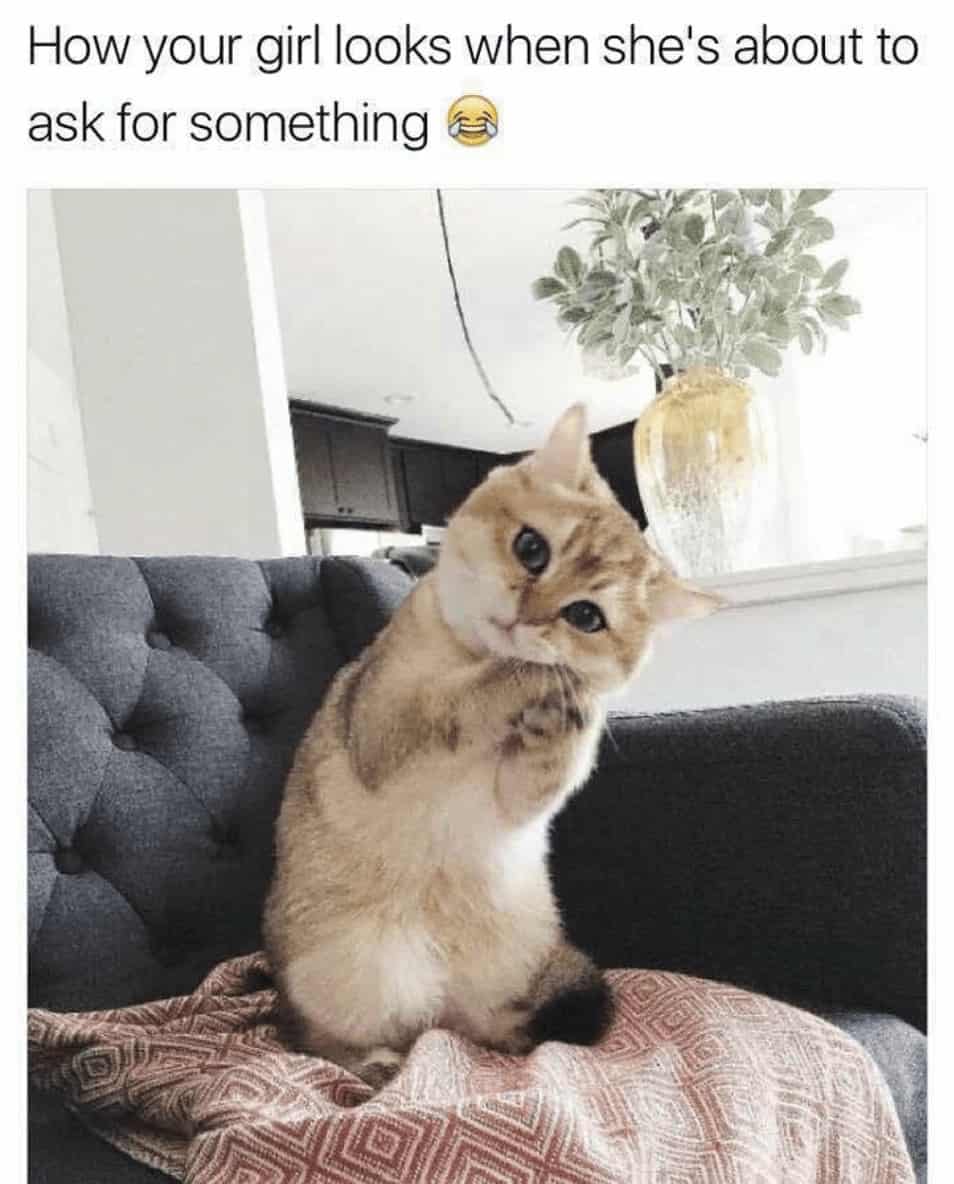 Cat Meme 22