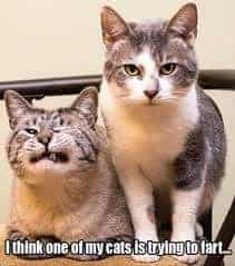 Cat Meme 23