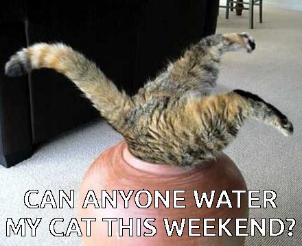 Cat Meme 24