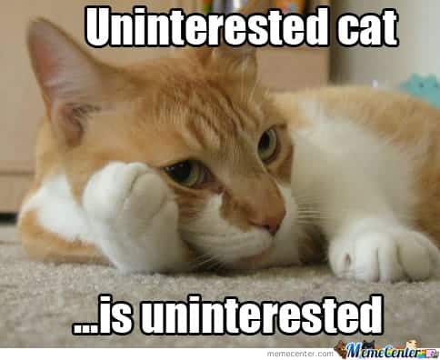 Cat Meme 27