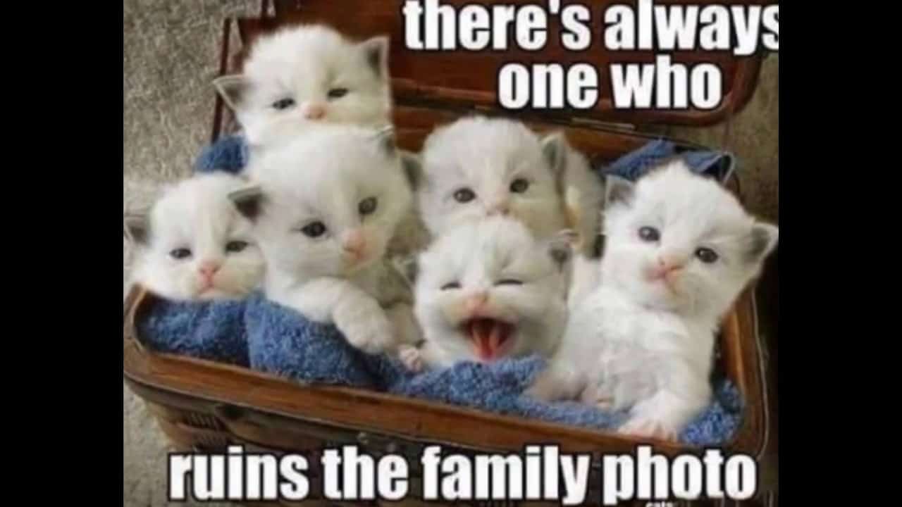 Cat Meme 26