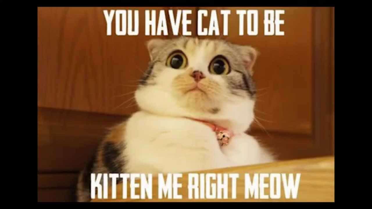 Cat Meme 28