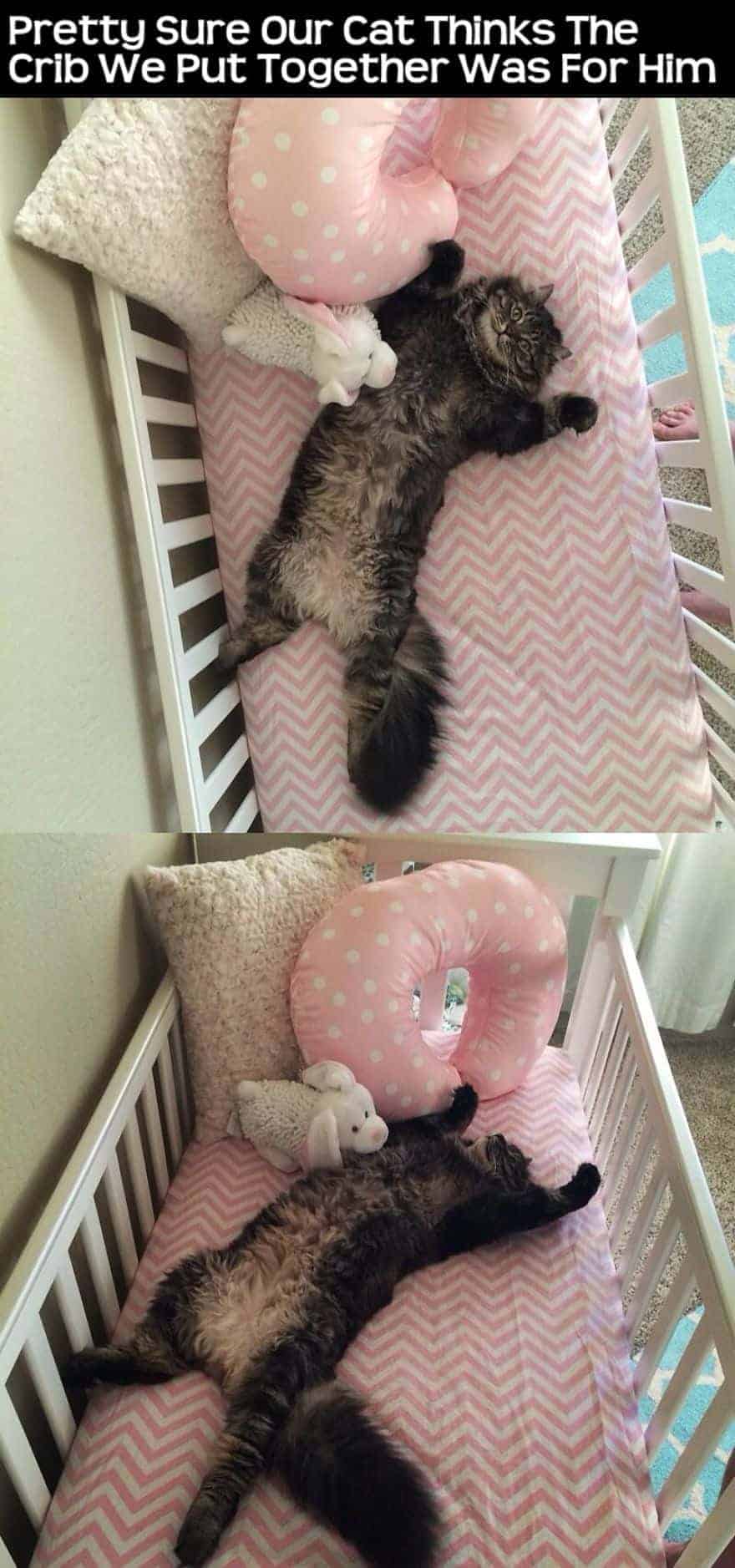 Cat Meme 3
