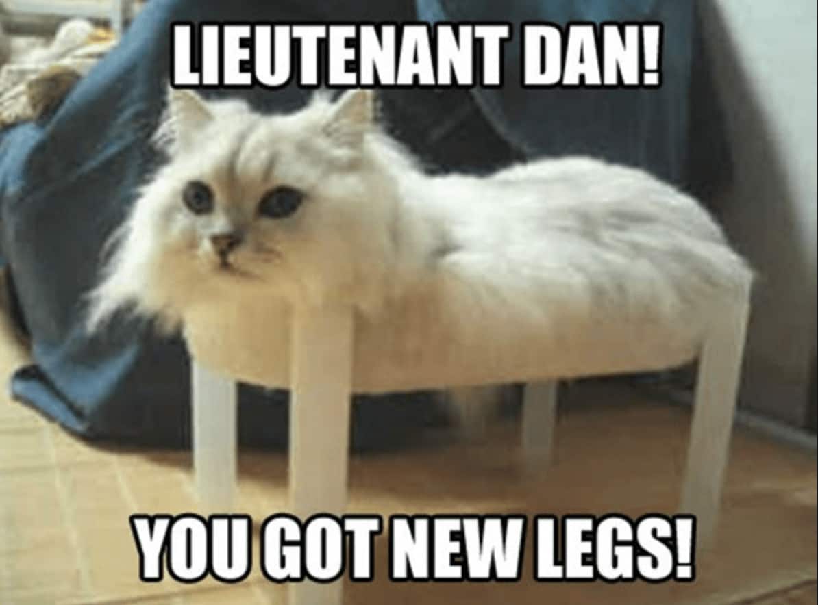 Cat Meme 29