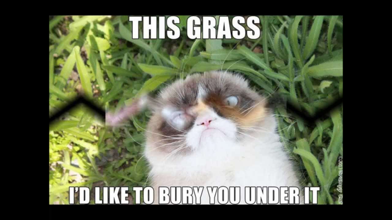 Cat Meme 30
