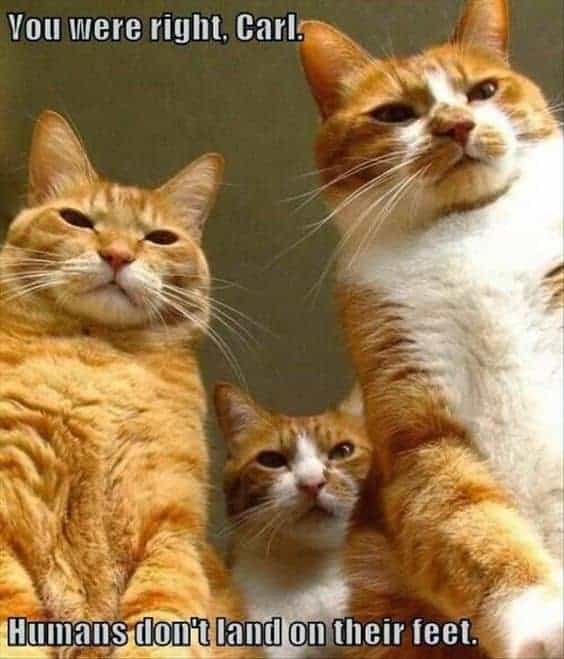 Cat Meme 31