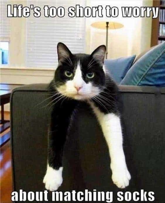 Cat Meme 33