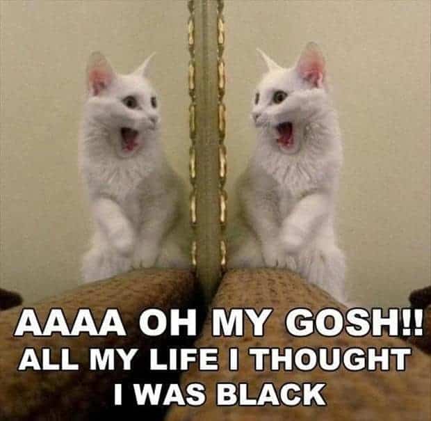 Cat Meme 5