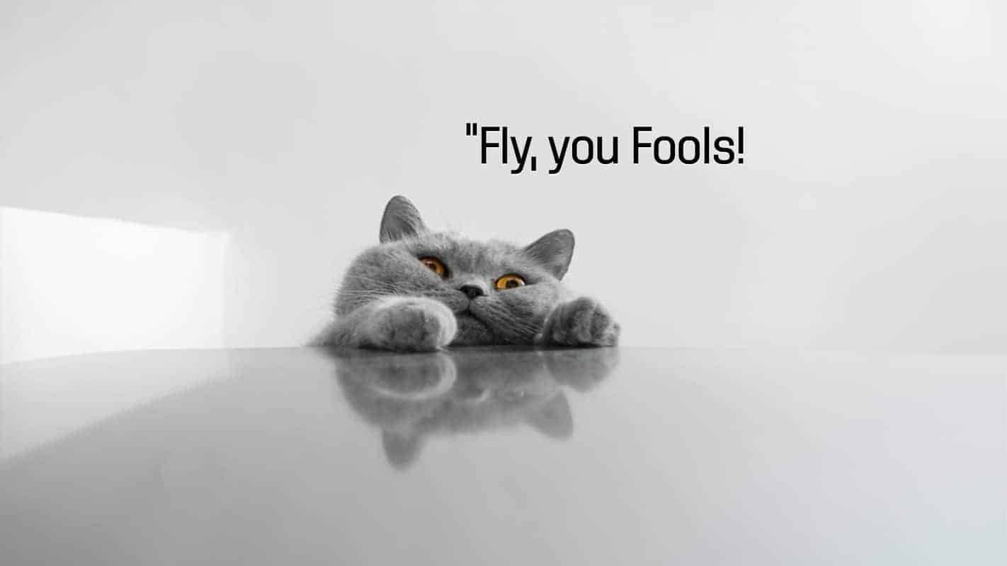Cat Meme 7