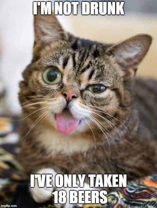 Cat Meme 9