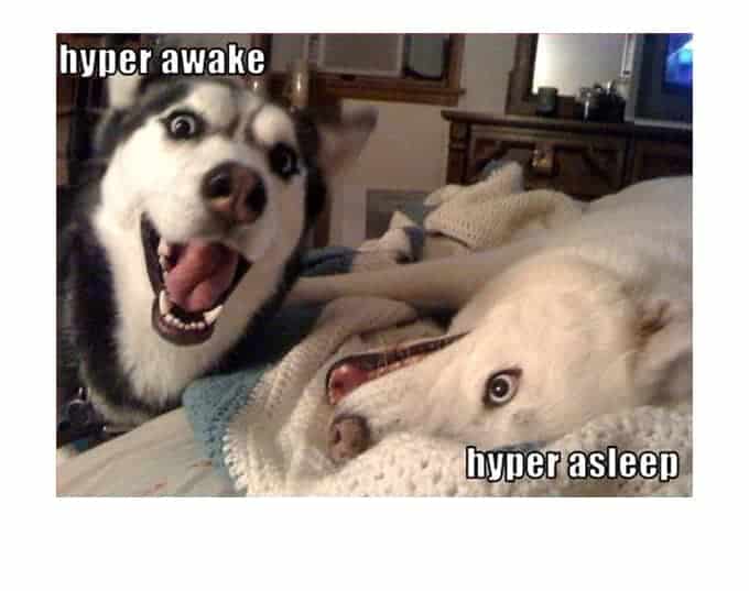 Dog Meme 12
