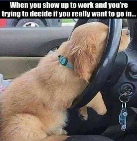Dog Meme 10