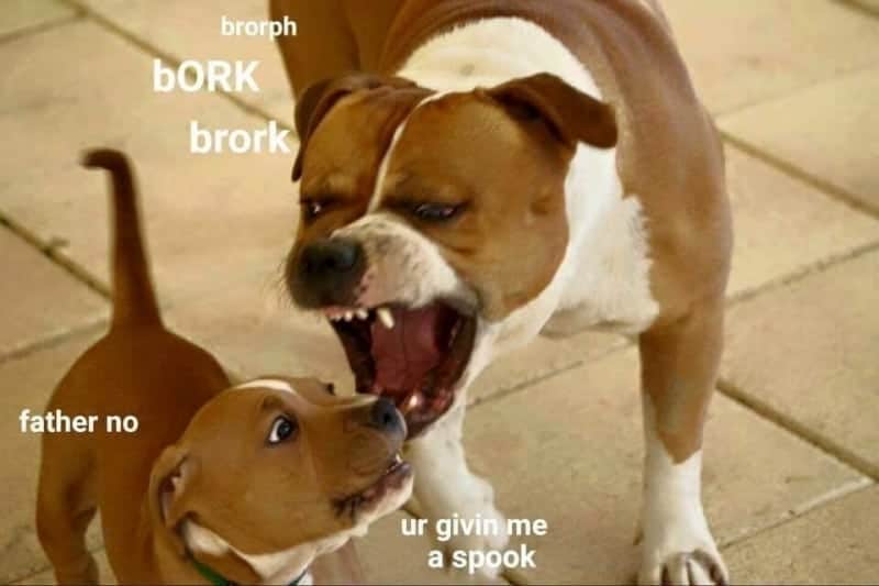 Dog Meme 11