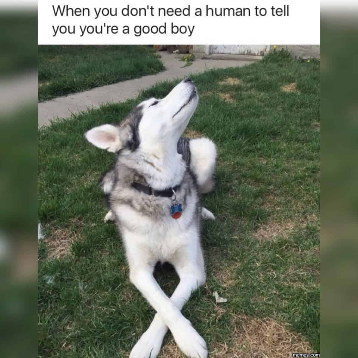 Dog Meme 13