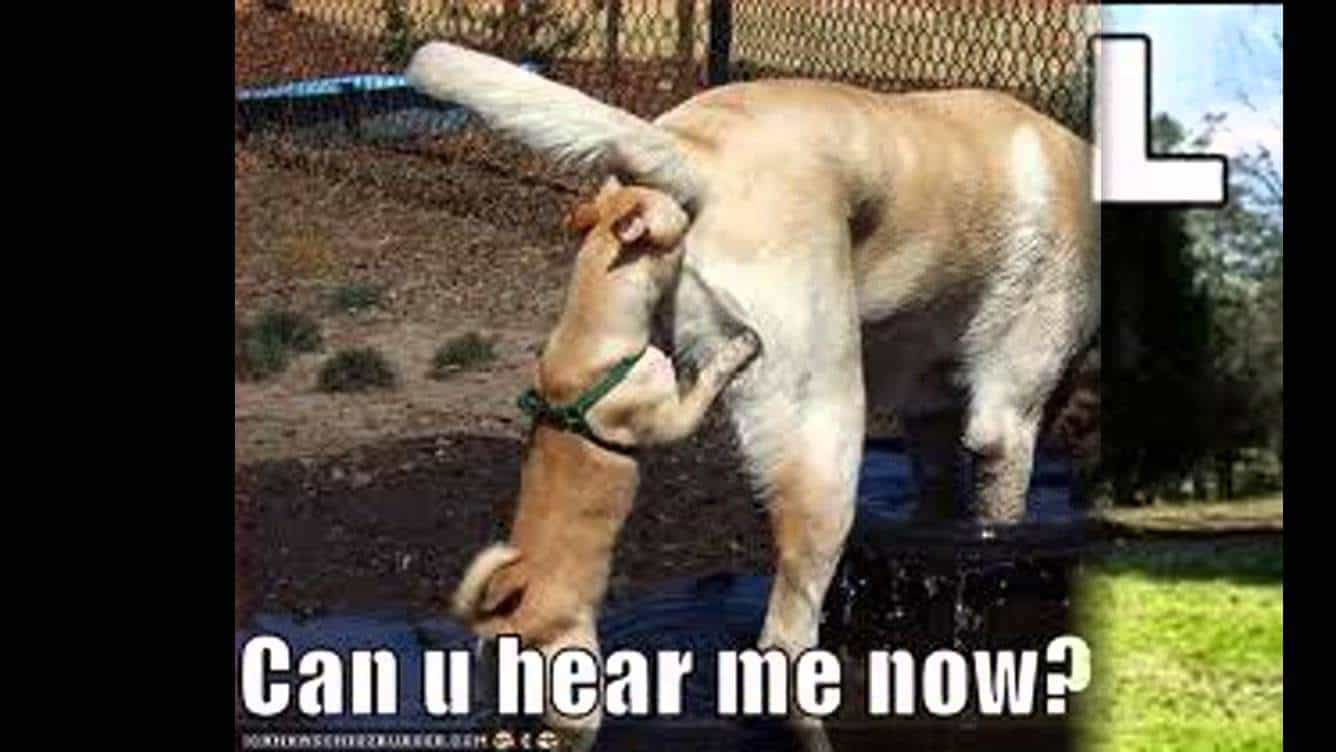 Dog Meme 20