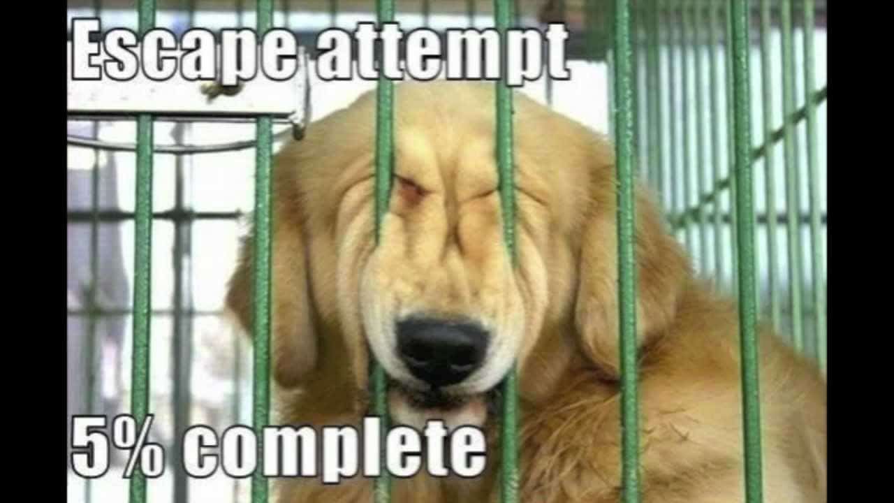 Dog Meme 21