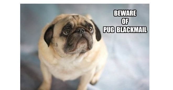 Dog Meme 24