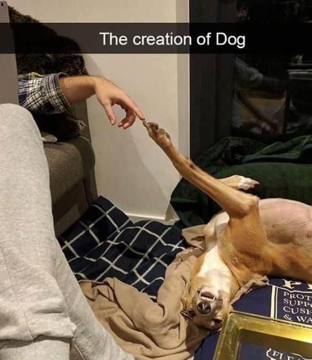 Dog Meme 26