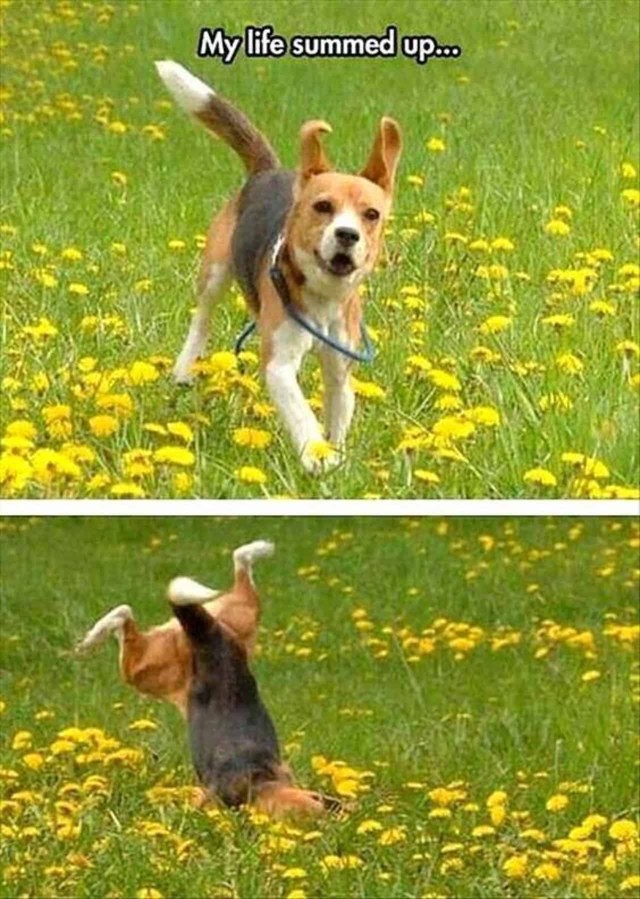 Dog Meme 27