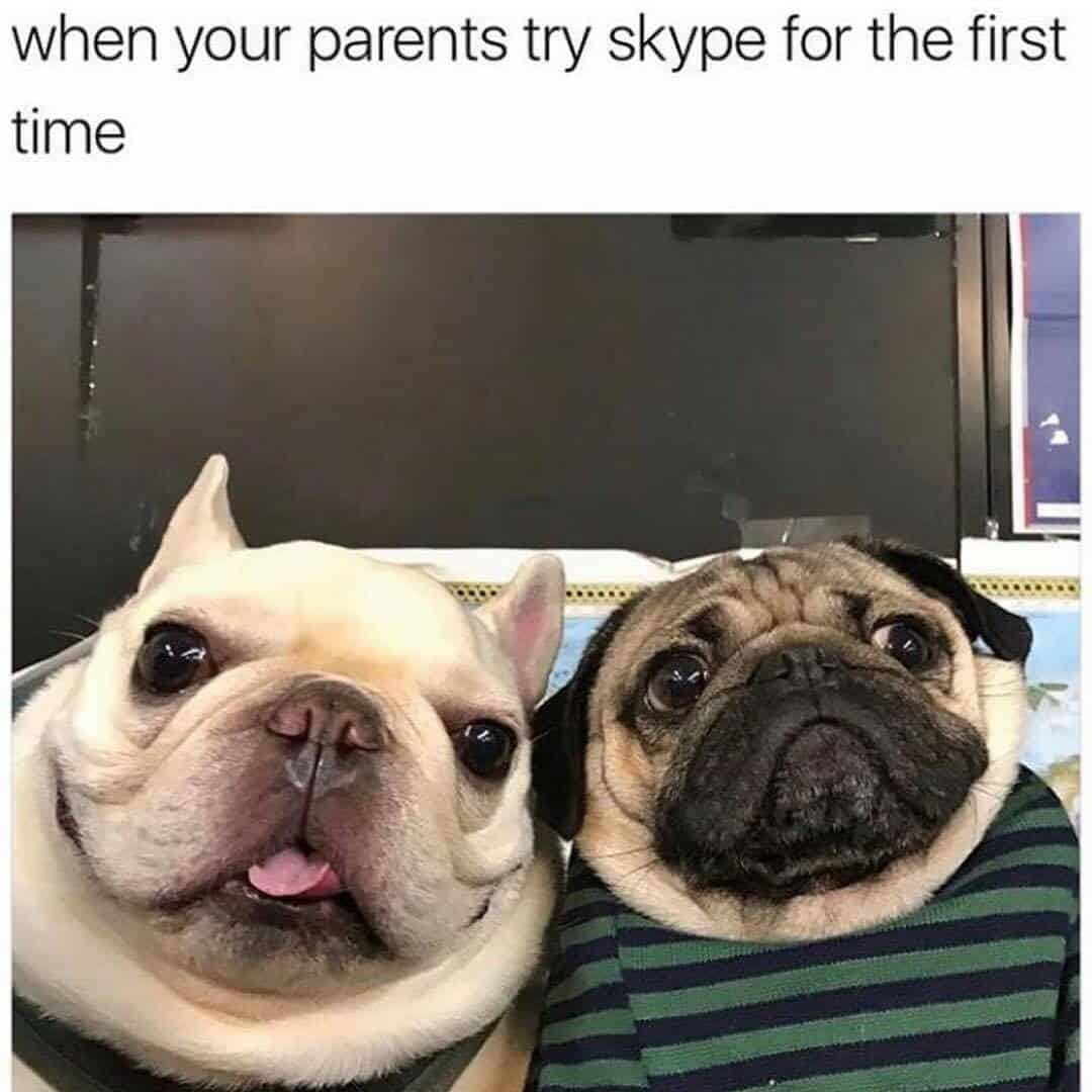 Dog Meme 28