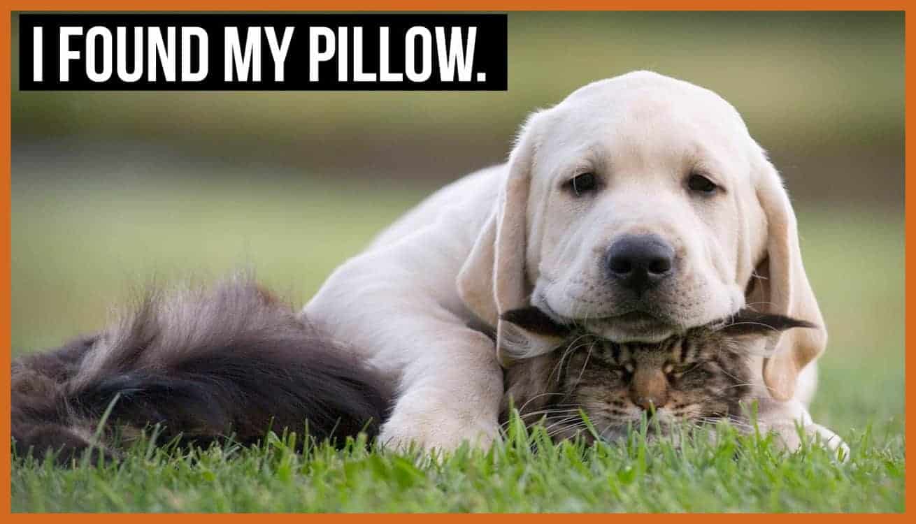 Dog Meme 7