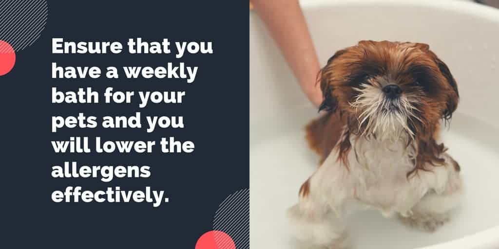 Pet Allergy