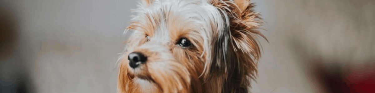 Pet Hair