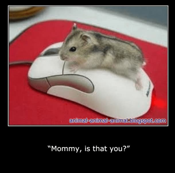Pet Meme 13