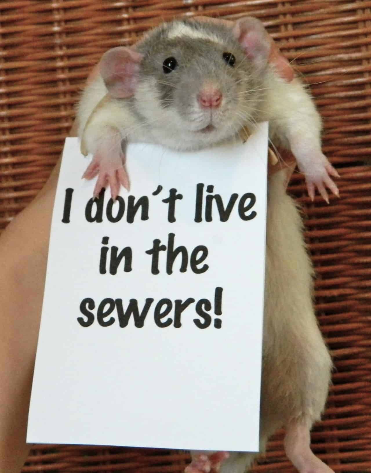 Pet Meme 39
