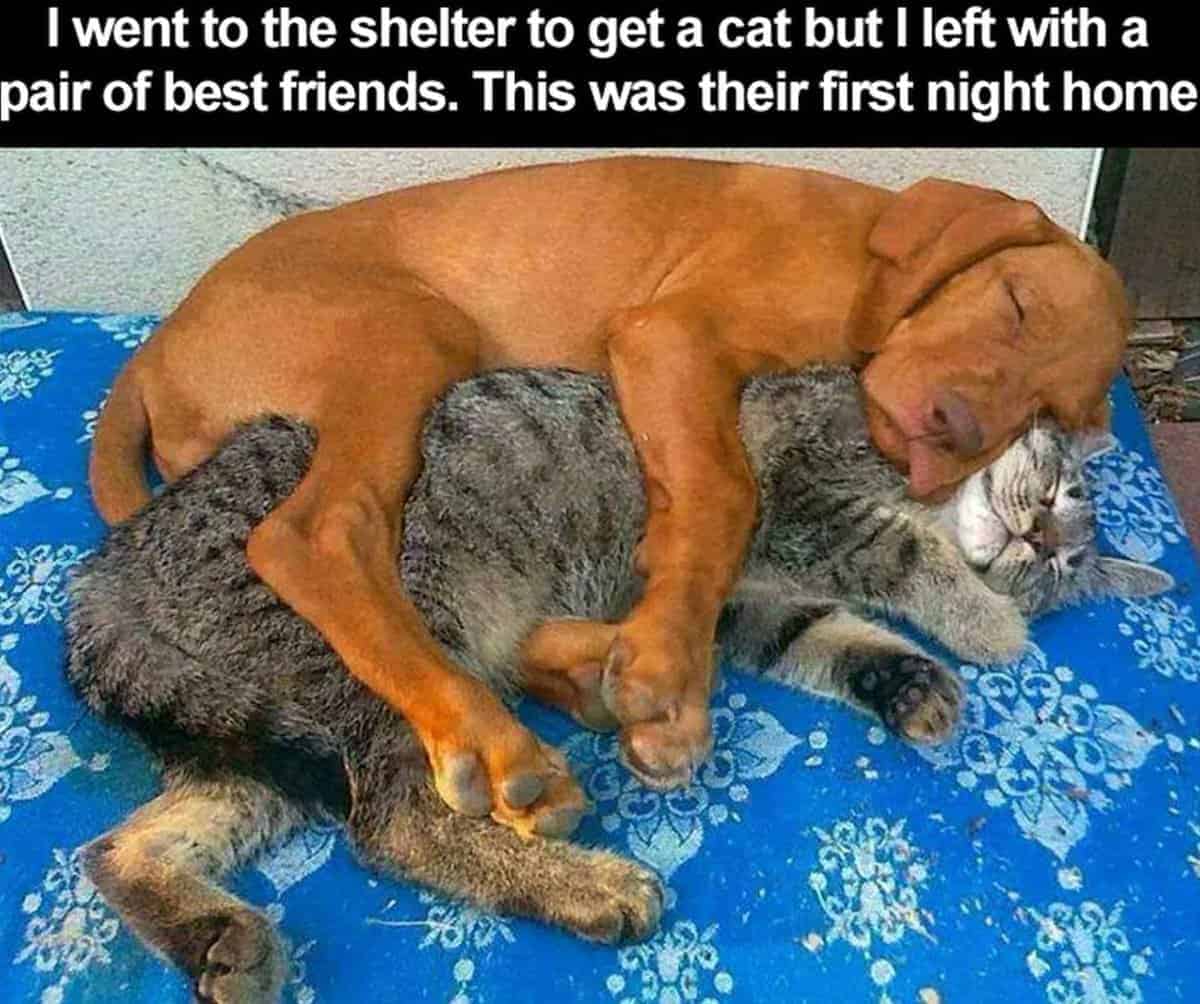 Pet Meme 40