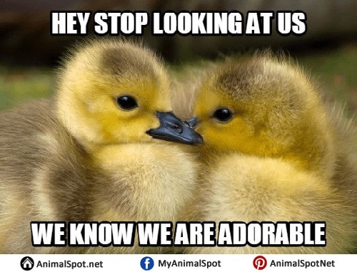 Pet Meme 36