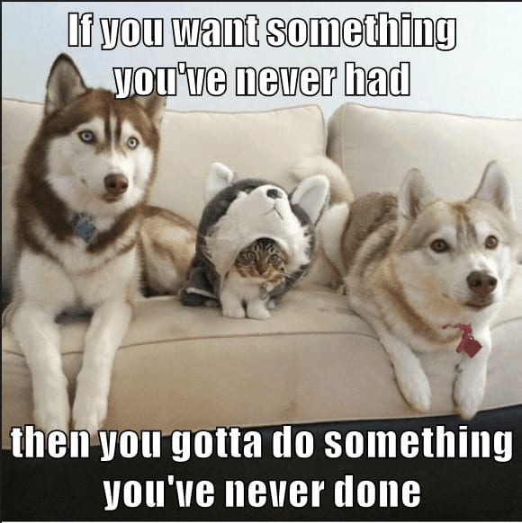 Pet Meme 32