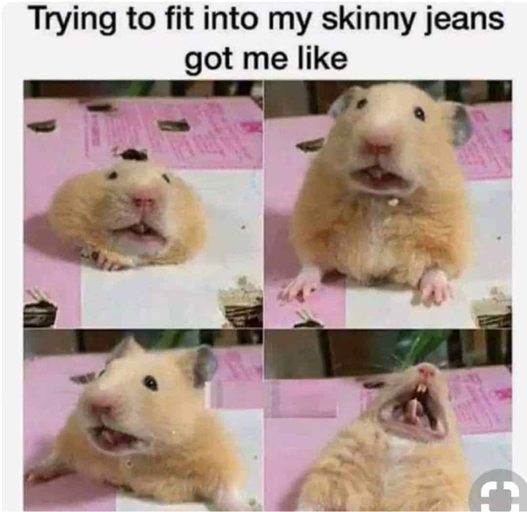 Pet Meme 30