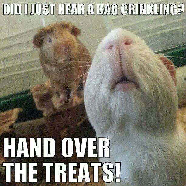 Pet Meme 31