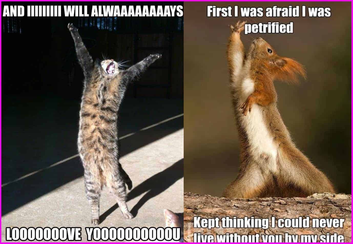 Pet Meme 27