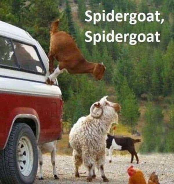 Pet Meme 29