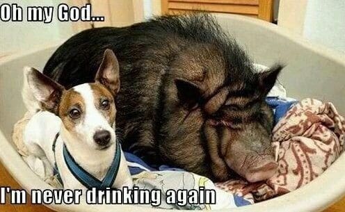 Pet Meme 24