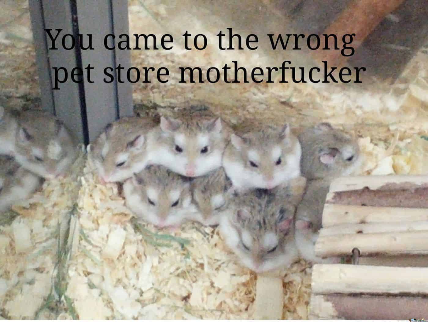 Pet Meme 26