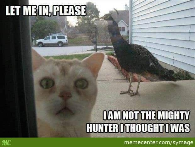 Pet Meme 25