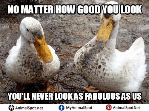 Pet Meme 10