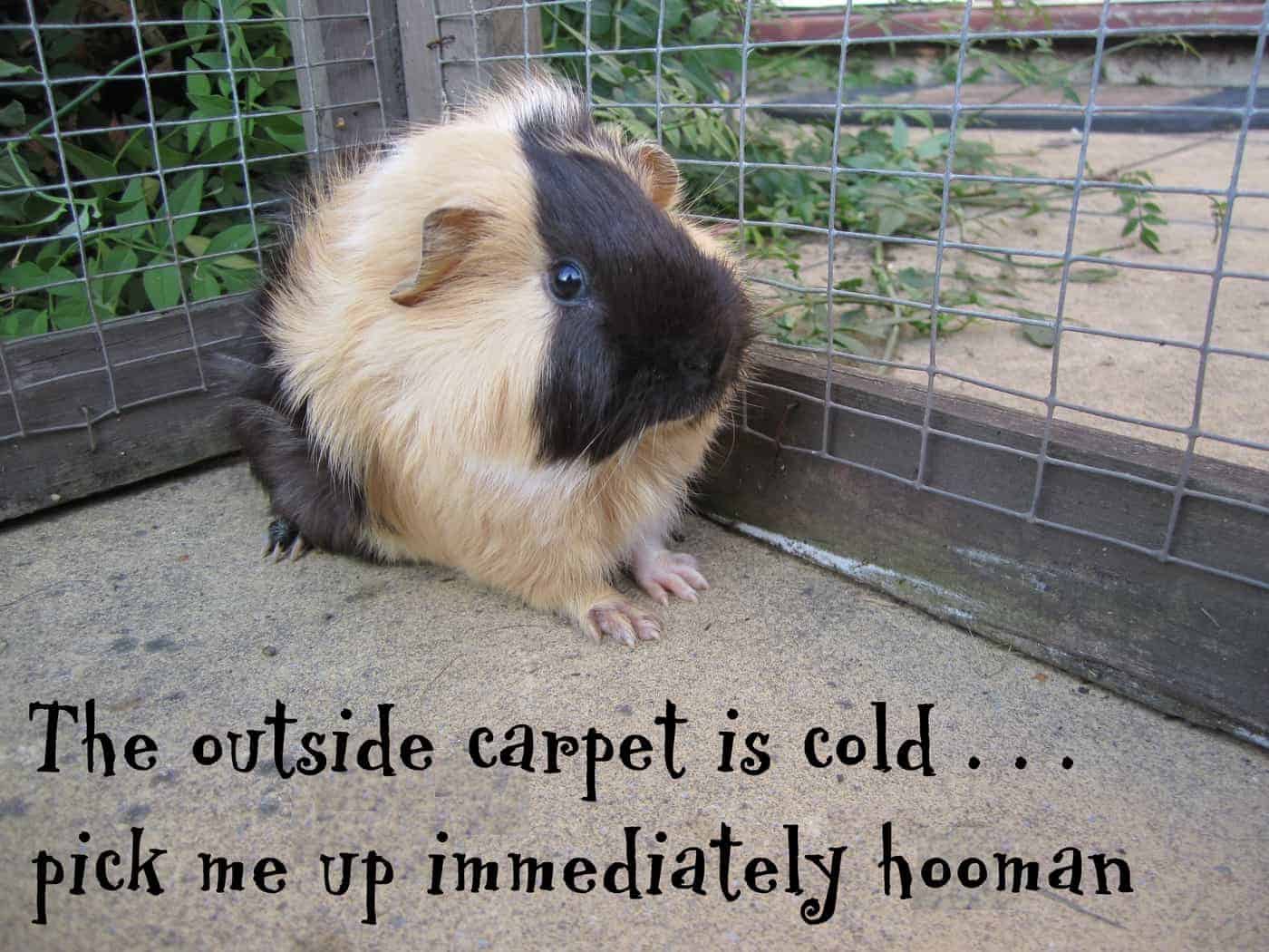 Pet Meme 21