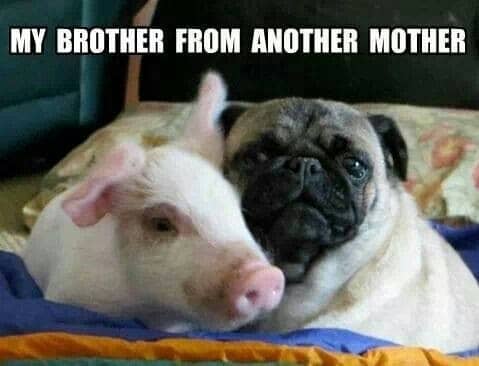 Pet Meme 23