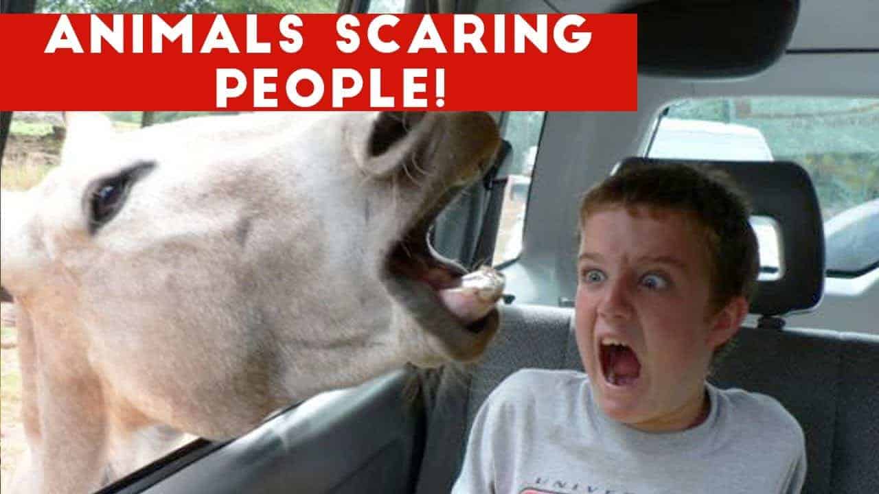 Pet Meme 20