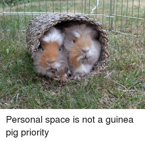 Pet Meme 19